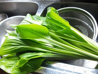P6046453.jpg